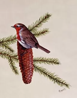 Birds Collection: A Robin perched on a large fir cone