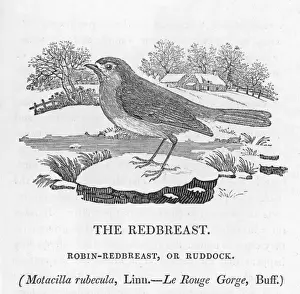 Robin Redbreast / Bewick