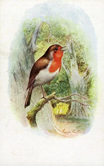 Sings Collection: Robin singing in the woods