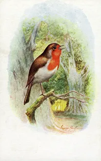 Sings Prints: Robin singing in the woods