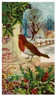 Robin on a Step