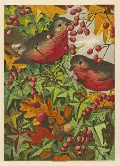 Rubecula Prints: Robins in 1869