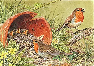 Robins
