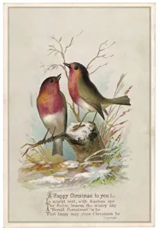 TWO ROBINS