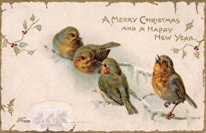 Customs/Christmas/Robins