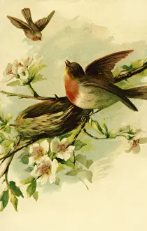 Robins Prints: Robins building their nest