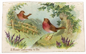 Customs/Christmas/Robins