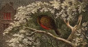 Robins Head under Wing