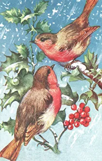 Berries Prints: Robins & Holly Berries