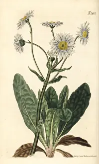 Robins Prints: Robins plantain, Erigeron pulchellus
