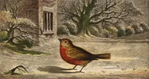 Rubecula Prints: Robins on the Snow