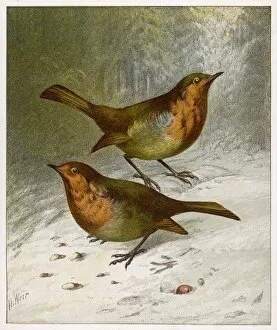 Birds Collection: Two Robins in Winter 19C