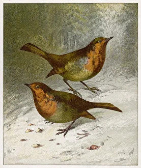 Two Robins in Winter 19C