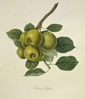 William Hooker Prints: Robinsons Pippin Apple