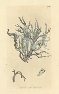 Fungus Collection: Roccella or flat-leaved lichen, Lichen fuciformis