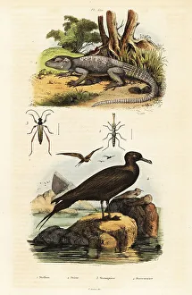 Herpetology Prints: Rock agama and parastic jaeger