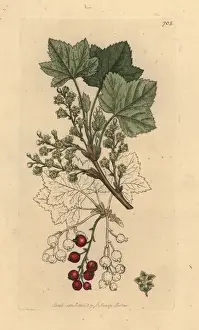 Currant Prints: Rock currants, Ribes petraeum