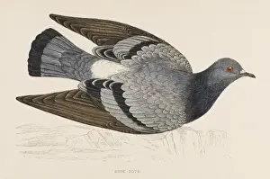 ROCK DOVE