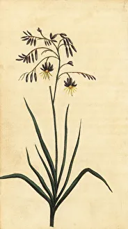 New South Wales Prints: Rock flower of New South Wales, Australia
