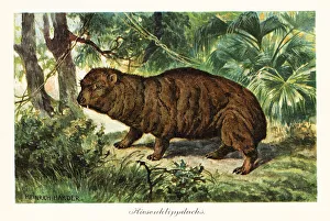 Pleistocene Prints: Rock hyrax, Procavia capensis
