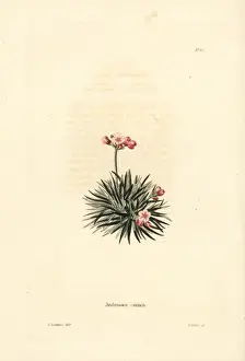 Rock jasmine, Androsace laggeri