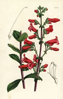 Rock penstemon, Penstemon baccharifolius