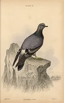 Edwardlear Prints: Rock pigeon, Columba livia