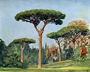 Rock pines in the grounds of the Villa Floridiana, Naples
