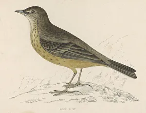 Anthus Gallery: Rock Pipit (Morris)