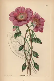 Watts Prints: Rock purslane, Cistanthe grandiflora
