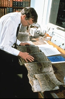 Lepidosaur Gallery: Rock Python skin