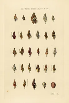 Gastropod Prints: Rock snails, Tritia, Nassa, Mangelia, Erato, Cypraea, etc