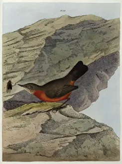 Warbler Prints: Rock Warbler from New South Wales, Australia