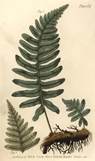 Vulgare Prints: Rockcap fern or polypody, Polypodium vulgare, Filices