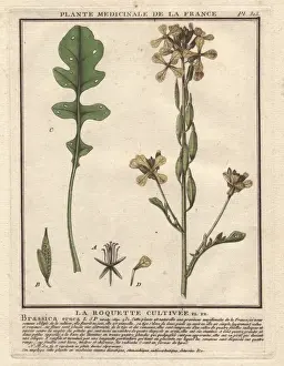 1780 Prints: Rocket or arugula, Brassica eruca