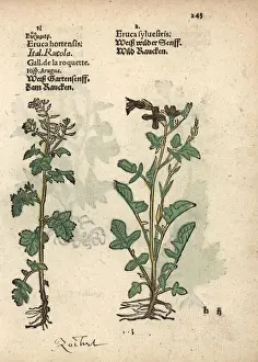 Adam Prints: Rocket or arugula, Eruca sativa, and dogmustard
