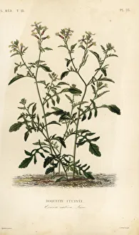 Herincq Gallery: Rocket or arugula, Eruca vesicaria