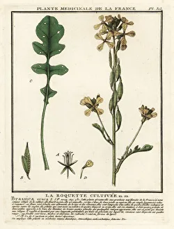 Rocket or arugula, Eruca vesicaria