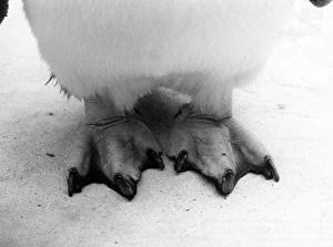 Penguin Gallery: Rockhopper Penguin Feet