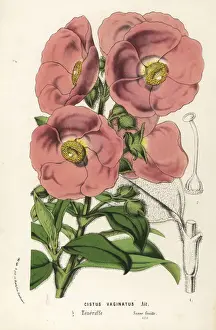 Rockrose, Cistus symphytifolius