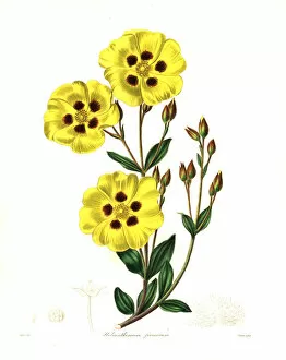 Rockrose, Halimium lasianthum subsp. formosum