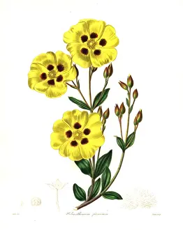 Subsp Prints: Rockrose, Halimium lasianthum subsp. formosum