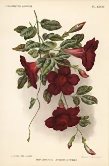 Rocktrumpet, Mandevilla atroviolacea