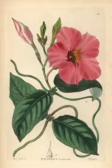 Rocktrumpet, Mandevilla martiana