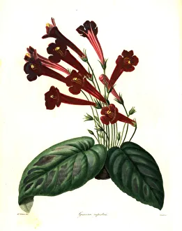 Nevitt Collection: Rocky gesnera, Gesnera rupestris