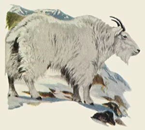 Sharp Gallery: Rocky Mountain Goat Date: 1948