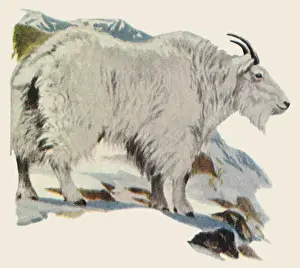 Critter Prints: Rocky Mountain Goat Date: 1948