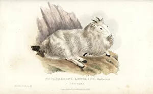 Griffith Collection: Rocky Mountain goat, Oreamnos americanus