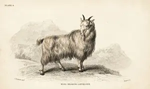 Rocky Mountain goat, Oreamnos americanus