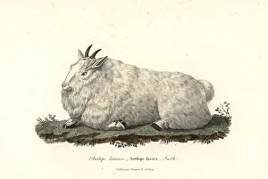 Rocky Mountain goat, Oreamnos americanus